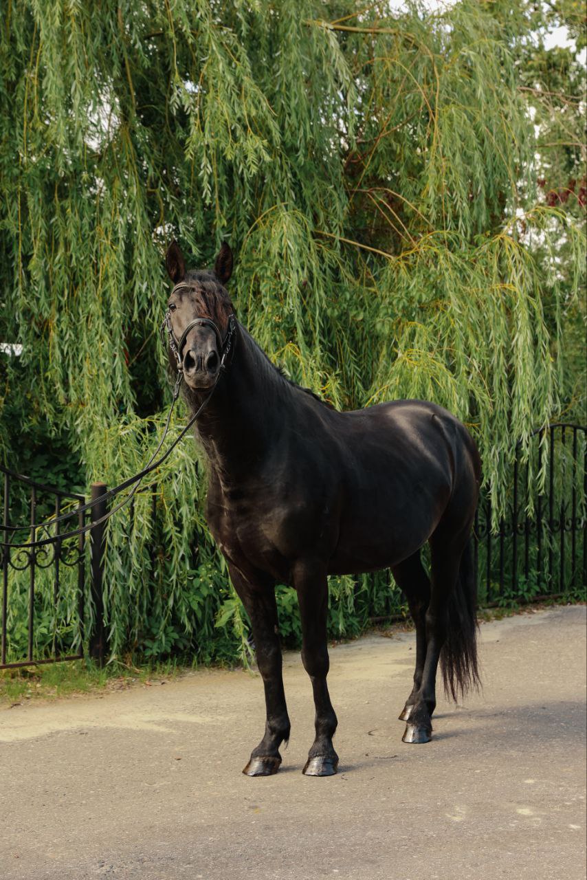 Лошадь по кличке ЛЕОНАРДО