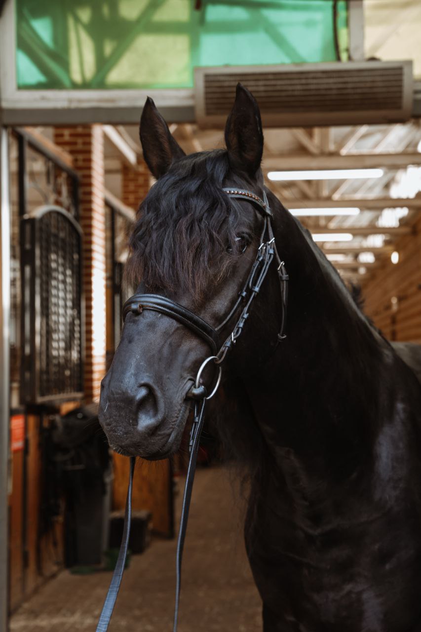 Лошадь по кличке ЛЕОНАРДО