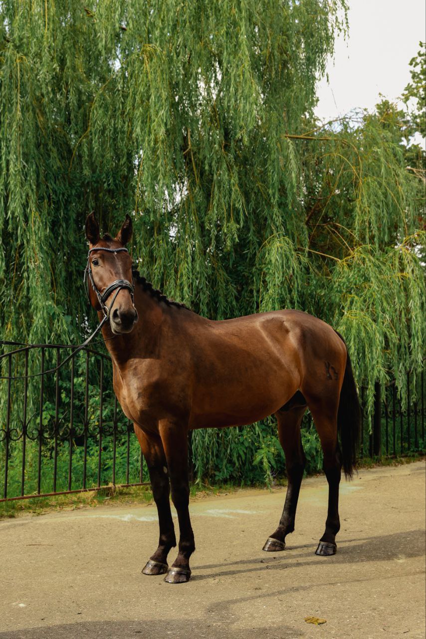 Лошадь по кличке ШОКОЛАД