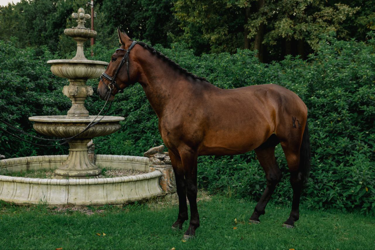 Лошадь по кличке ШОКОЛАД