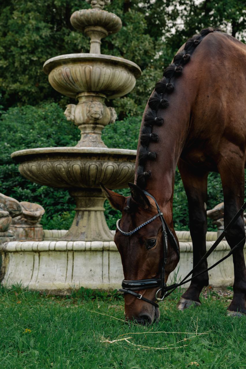 Лошадь по кличке ШОКОЛАД